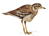 Oedicneme criard. Cliquer pour agrandir l'image.