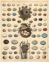 Identification des oeufs) 001 small.jpg. Cliquer pour agrandir l'image.