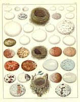 Identification des oeufs) 002 small.jpg. Cliquer pour agrandir l'image.