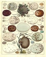 Identification des oeufs) 003 small.jpg. Cliquer pour agrandir l'image.