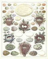 Identification des oeufs) 004 small.jpg. Cliquer pour agrandir l'image.