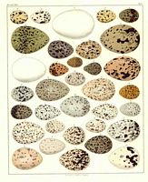 Identification des oeufs) 005 small.jpg. Cliquer pour agrandir l'image.