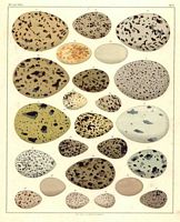 Identification des oeufs) 006 small.jpg. Cliquer pour agrandir l'image.