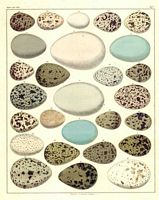 Identification des oeufs) 007 small.jpg. Cliquer pour agrandir l'image.
