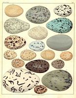 Identification des oeufs) 008 small.jpg. Cliquer pour agrandir l'image.