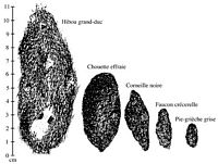 Oiseaux. Pelotes de réjection. Cliquer pour agrandir l'image.