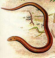 Orvet fragile. Dessin. Cliquer pour agrandir l'image.