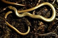 Orvet fragile. Cliquer pour agrandir l'image.