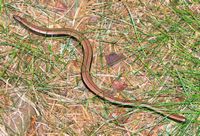 Orvet fragile. Les Goules. Cliquer pour agrandir l'image.