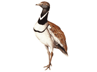Outarde canepetière. Cliquer pour agrandir l'image.