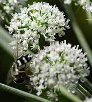 Oxybelus uniglumis. Sauterre. Cliquer pour agrandir l'image.