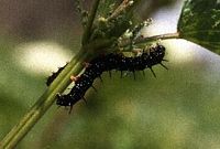 Paon-du-jour. Chenille. Cliquer pour agrandir l'image.