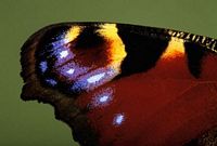 Paon du jour. Apex de l'aile. Cliquer pour agrandir l'image.