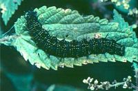 Paon du jour. Chenille. Cliquer pour agrandir l'image.