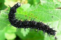 Paon du jour. Chenille. Cliquer pour agrandir l'image.