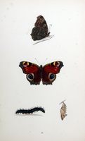 Paon du jour. Planche d'identification Morris. Cliquer pour agrandir l'image.