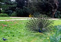 Paon bleu. A Bagatelle. Cliquer pour agrandir l'image.