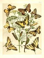 Papilionidés. Aquarelle. Cliquer pour agrandir l'image.