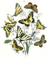 Papilionidés. Planche. Cliquer pour agrandir l'image.
