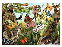 Papillons. Meyers. Cliquer pour agrandir l'image.