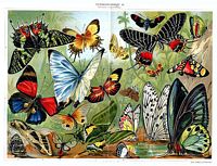 Papillons. Meyers. Cliquer pour agrandir l'image.
