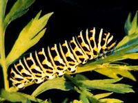 Papillons. Chenille. Cliquer pour agrandir l'image.
