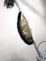 Papillons. Chenille. Cliquer pour agrandir l'image.
