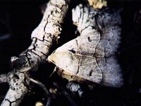 Papillons. Camouflage noctuelle. Cliquer pour agrandir l'image.