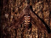 Papillons. Camouflage sphinx du liseron. Cliquer pour agrandir l'image.