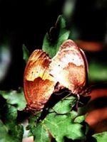 Papillons. Accouplement de myrtils. Cliquer pour agrandir l'image.
