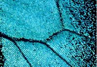 Papillons. Détail d'aile de Papilio Blumei. Cliquer pour agrandir l'image.