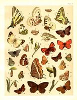 Papillons. Aquarelle. Cliquer pour agrandir l'image.
