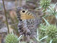 Petit agreste. Femelle. Cliquer pour agrandir l'image.
