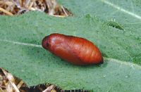 Petit agreste. Chrysalide. Cliquer pour agrandir l'image.
