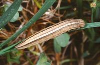 Petit agreste. Chenille. Cliquer pour agrandir l'image.