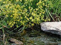 Petit apollon. Plante hote. Cliquer pour agrandir l'image.