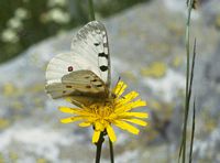 Petit apollon. Cliquer pour agrandir l'image.