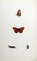 Petit collier argenté. Planche d'identification Morris. Cliquer pour agrandir l'image.