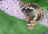 Petit mars changeant. Sur une fleur de buddleia. Cliquer pour agrandir l'image.