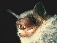 Petit murin. Cliquer pour agrandir l'image.