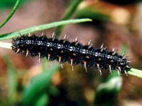 Petit nacré. Chenille. Cliquer pour agrandir l'image.