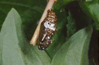 Petit nacré. Chrysalide. Cliquer pour agrandir l'image.