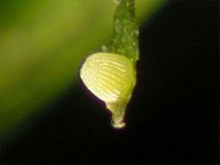 Petit nacré. Oeuf. Cliquer pour agrandir l'image.