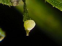 Petit nacré. Oeuf. Cliquer pour agrandir l'image.