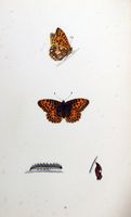 Petit nacré. Planche d'identification Morris. Cliquer pour agrandir l'image.