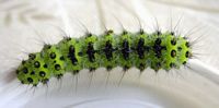 Petit paon-de-nuit. Chenille. Cliquer pour agrandir l'image.