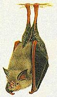 Petit rhinolophe. Dessin. Cliquer pour agrandir l'image.