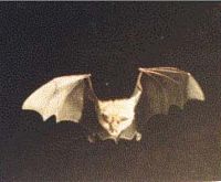 Petit rhinolophe. Vol. Cliquer pour agrandir l'image.