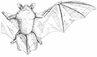 Petit rhinolophe. Morphologie. Cliquer pour agrandir l'image.