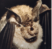 Petit rhinolophe. Tête. Cliquer pour agrandir l'image.